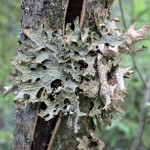 14-lichen