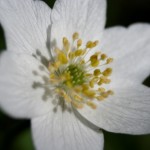 grosse-anemone