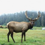 les "cerfs de Roosevelt" ne craignent plus les humains