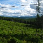 "aménagement forestier" sur lîle, qui s'en soucis?