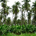 culture de bananiers et cocotiers en mélange