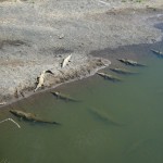 crocos au bord de l'eau, méfiance lorsqu'il faut camper!