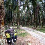 plantation de palmiers à huile
