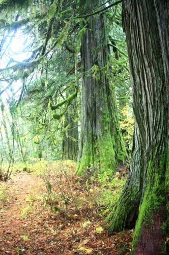 reflexion dans mon "temple" aux big cedars