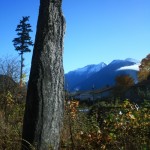 au détour d'un chemin, je trouve un copain...