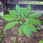 Gingseng replante