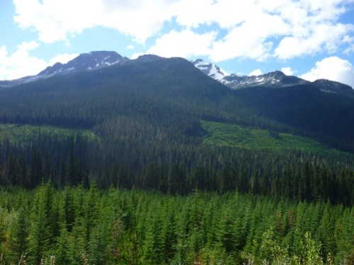 coupes rases dans la montagne