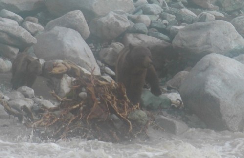 grizzly tentant de traverser les flots en furie